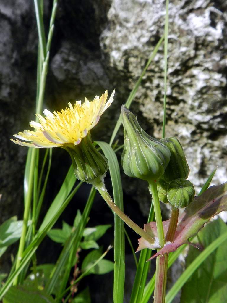 Sonchus oleraceus / Grespino comune
